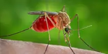 West Nile, morti due ottantenni: sono 19 le vittime del virus in Italia