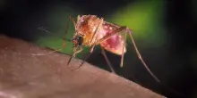 West Nile, seconda vittima allo Spallanzani: era un uomo di 77 anni