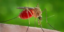 West Nile, ottavo morto nel Lazio: è un uomo di 80 anni che viveva ad Aprilia