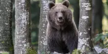 Piemonte, scatta l'allarme per la presenza di un orso