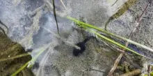 Parco Gran Paradiso, ritornano le rane nel lago Leità. Erano assenti a causa delle specie invasive