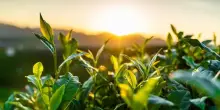 Formazione su agroenergie e soluzioni per la transizione energetica per 10 istituti agrari italiani