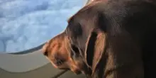 Aerei, nuove regole per chi viaggia con gli animali: più semplice portare cani e gatti in cabina