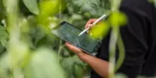 Agroalimentare in Italia: pesa il 30% sul Pil, ma attira pochi capitali