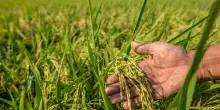 Crisi alimentare, entro il 2025 la produzione agricola mondiale potrebbe ridursi fino al 35%