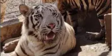 Messico, troppa violenza tra le gang: trasferiti da uno zoo 700 animali tra cui tigri e leoni