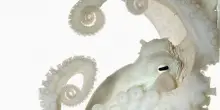Invasione di polpi nella Manica. L’acqua calda rivoluziona la pesca britannica