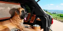 Viaggiare in auto con cani e gatti. Ecco gli ultimi gadget per farli stare comodi e sicuri