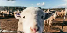 Rovigo, 500 agnelli da sgozzare per la Festa del sacrificio, animalisti in rivolta: “Rito barbaro”