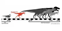 Anche i T. Rex sono stati piccoli: la scoperta che cambia la storia dei dinosauri