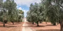 Dalla Xylella alla rinascita: così gli ulivi colpiti dall’epidemia diventano oggetti tech