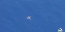 Migranti, Sea Watch filma un cadavere in mare: avvistati altri 5, forse vittime naufragio