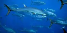 Dieci anni di Msc in Italia: il bilancio (guardando al futuro) di un decennio di pesca sostenibile
