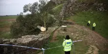 Regno Unito, condannati a 4 anni per aver abbattuto il famoso albero di Robin Hood