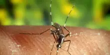 Virus West Nile, l’esperto: “Molti casi sono asintomatici, ma c’è chi rischia l’encefalite”