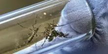 West Nile, l’entomologo: “Con il caldo estremo zanzare più letali”