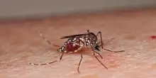Virus Chikungunya, epidemia in Francia e primo caso in Italia. L’Oms: «Possibile rischio globale»