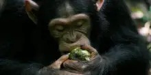 C’è un happy hour della foresta. Così i primati ci hanno trasmesso il piacere di bere insieme