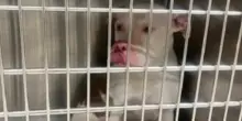 Spoleto, bambino di poco più di un anno morso al volto dal cane di famiglia