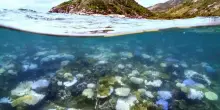 Australia, barriera corallina mai così a rischio: sbiancamento record dopo ondata calore 2024