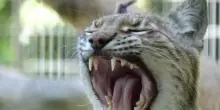 L’appello dello zoo danese: “Portateci i vostri animali domestici, ci nutriremo tigri e leoni”
