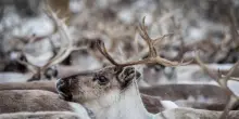 Caldo anomalo in Finlandia, strage di renne nel paese di Babbo Natale
