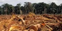 Arrivano le norme Ue per le foreste: la corsa delle imprese tra documenti e rischi rincari