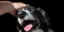Animali domestici: gli italiani spendono 900 euro l’anno per la cura