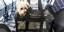 In aereo con il cane, primo volo martedì. Dai prezzi alle compagnie, tutto quello che c’è sapere