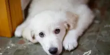 Spagna, uccide il cane della compagna: condannato per violenza di genere. “Voleva spezzarla psicologicamente”