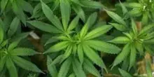 Germania, il consumo di marijuana non è aumentato dopo la legalizzazione