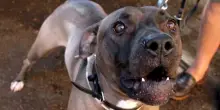 Bimba di due anni aggredita da un pitbull: è dramma
