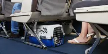 Animali in aereo, cambia tutto: le nuove regole per proprietari e passeggeri