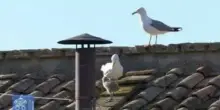 Sul comignolo di San Pietro arriva un pulcino di gabbiano appena prima della fumata bianca
