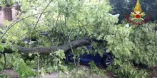 Maltempo in Italia, macchine travolte da alberi caduti: vento e panico