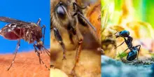 “Fate attenzione a questi animali”. Sono i più pericolosi per l’uomo: gli esperti spiegano perché
