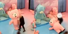 Italia – Vestita da orso rosa e picchiata: caos alla mostra, Video incredibile