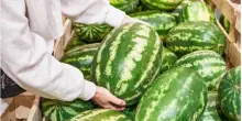 Anguria, il trucco infallibile per scegliere quella giusta e matura al punto giusto