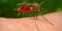 Virus West Nile, seconda vittima nel Lazio: muore un uomo di 77 anni