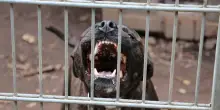 Pitbull azzanna un bimbo di soli 4 anni, tragedia orribile in Italia: cane e padroni in fuga