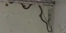 “C’è un serpente a bordo”. Terrore in volo, la scena è da brividi: passeggeri nel panico