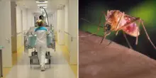 “Piano d’emergenza”. Virus West Nile, morti e ricoveri in Italia: l’annuncio, cosa succede ora