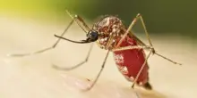 Virus Chikungunya, esplodono casi anche in Italia. L’Oms: “Rischio globale”