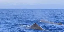 Isole Eolie, spettacolo in mare: identificati e fotografati 80 capodogli