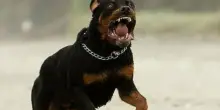 Il cane della nonna azzanna i nipotini: orrore in Italia, hanno soltanto 10 e 8 anni