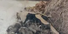 “Ma quello è un ragno gigante”. Paura in Italia, i passanti paralizzati: l’incredibile scena