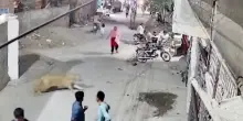 Leone aggredisce una donna e due bambini in strada (VIDEO)