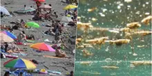 “Sono tossiche, fate attenzione”. Allarme nelle acque italiane, cosa fare se ne toccate una
