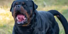 Orrore in Italia, Rottweiler azzanna in faccia una donna. Tragedia in casa