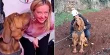 Ucciso Bruno, il cane eroe celebrato da Giorgia Meloni